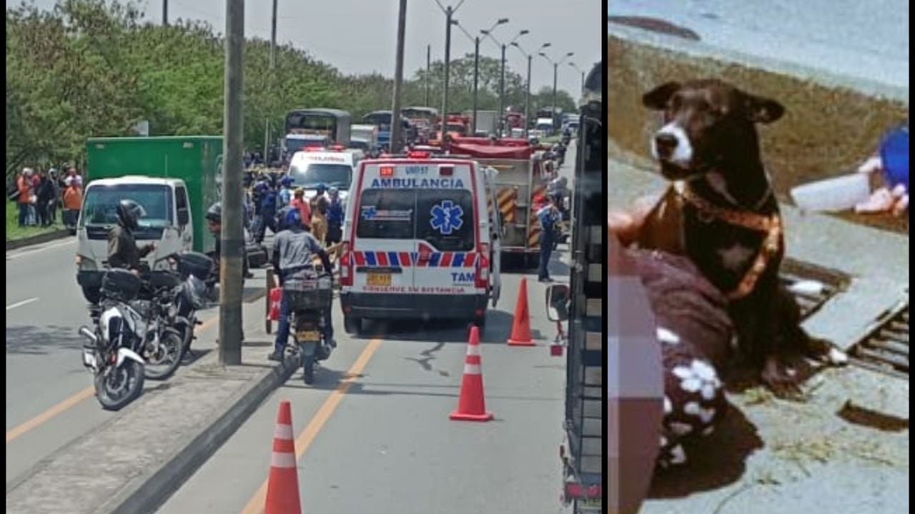 Mujer pierde la vida en un accidente de tránsito en Medellín y su perrita siempre la acompañó