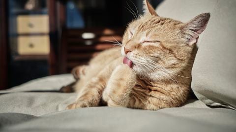 Un gato puede sacar su lengua en señal de enfermedad.