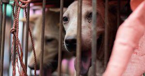 Más de 10.000 canes son asesinados para abastecer la demanda de carne de perro durante el festival de Yulin. 
