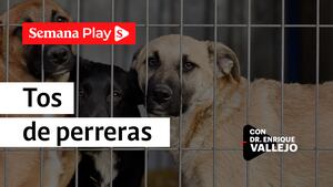 Tos de perreras | Enrique Vallejo en Salud Animal