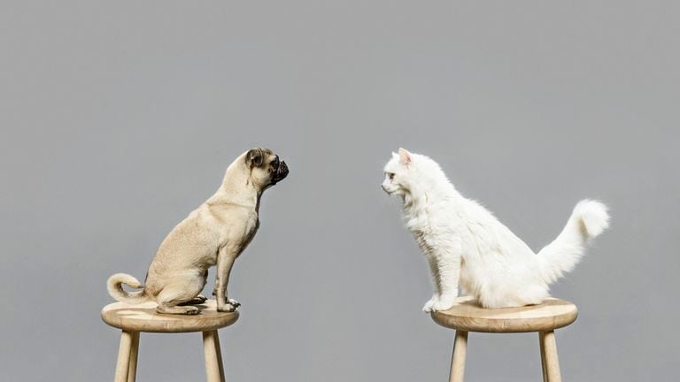 Cuando perros y gatos viven juntos: Descubriendo su período de adaptación.