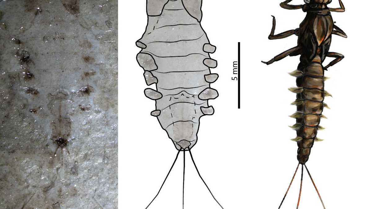 Paleontólogos de la Universidad del Rosario encontraron fósiles de insectos de hace 100 millones de años en La Calera