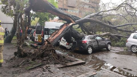 Cae árbol encima de varios vehículos