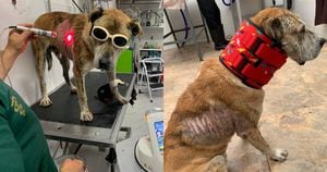 La Fundación Rescate Animal Colombia necesita ayuda para pagar los tratamientos veterinarios de Douglas, un perro criollo que cuenta con una profunda herida en el costado derecho de su cuerpo causada por el comportamiento de una ciudadana.