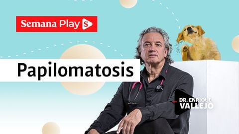Papilomatosis | Enrique Vallejo en Salud Animal