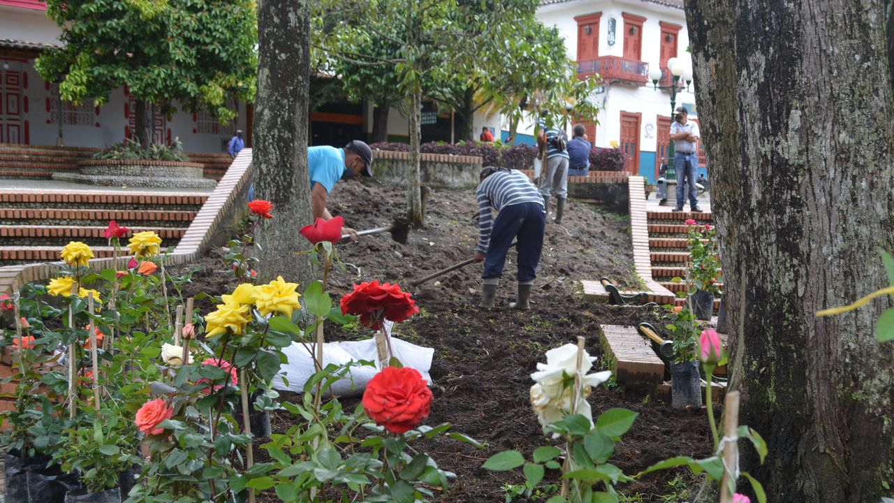 Con el apoyo de la Subsecretaría del Medio Ambiente y la Gobernación de Antioquia se han plantado 12.100 árboles, distribuidos en todo el municipio de Jericó.