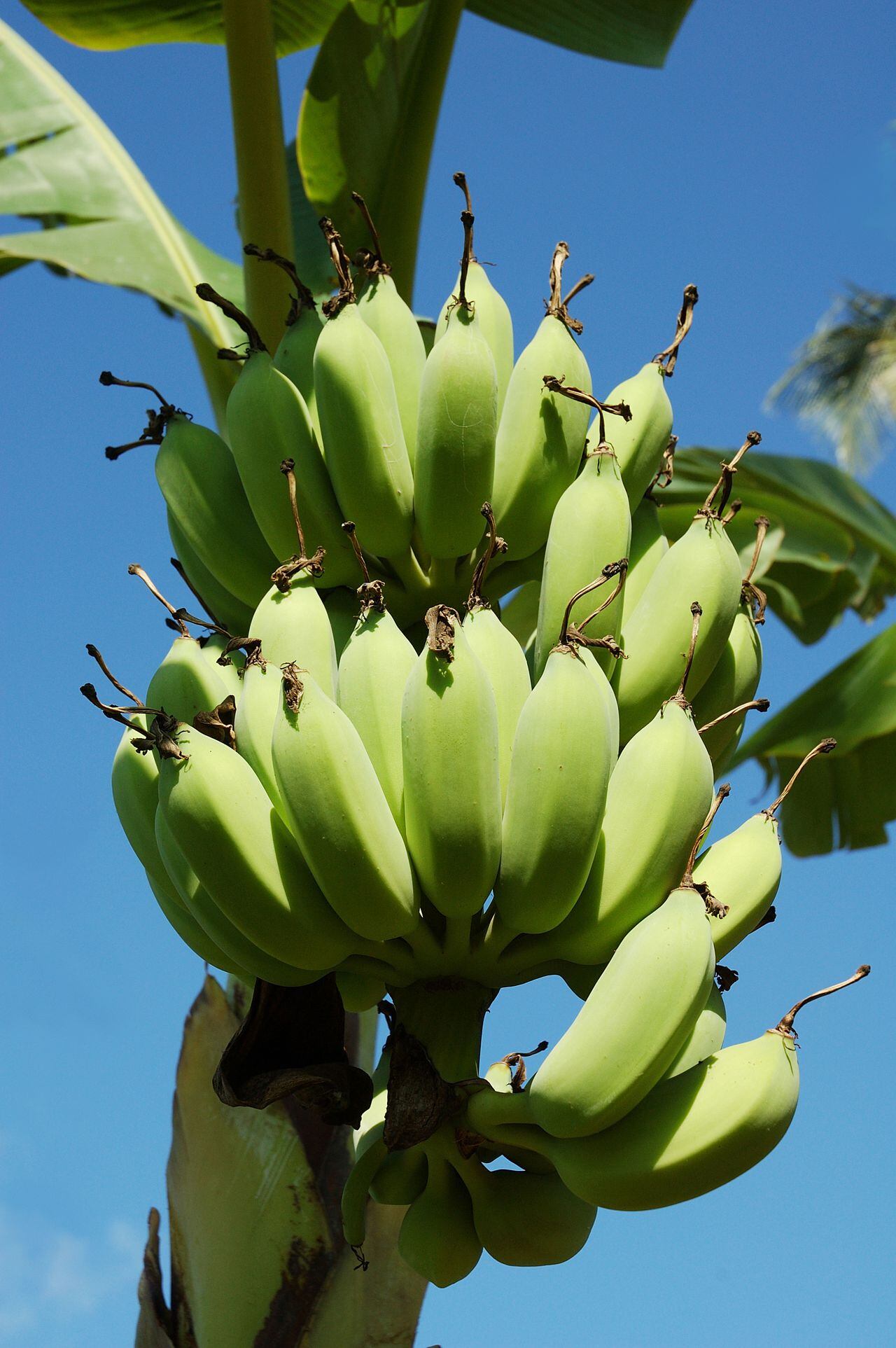 Cáscara de banano, cáscara de plátano