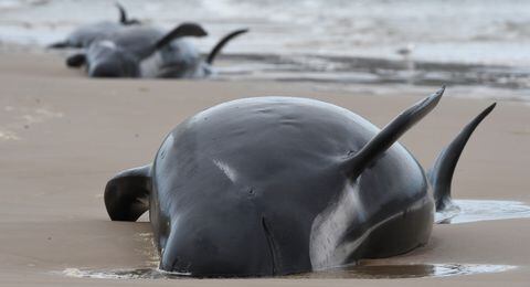 Ballenas piloto varadas en una bahía de Tasmania en Australia. Septiembre de 2020.
