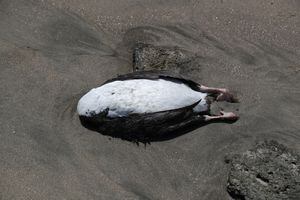 Se ve un pato muerto en la playa de Lobos, en medio de casos crecientes de infecciones por gripe aviar, en Lima, Perú