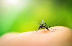Los mosquitos son los principales transmisores del dengue.