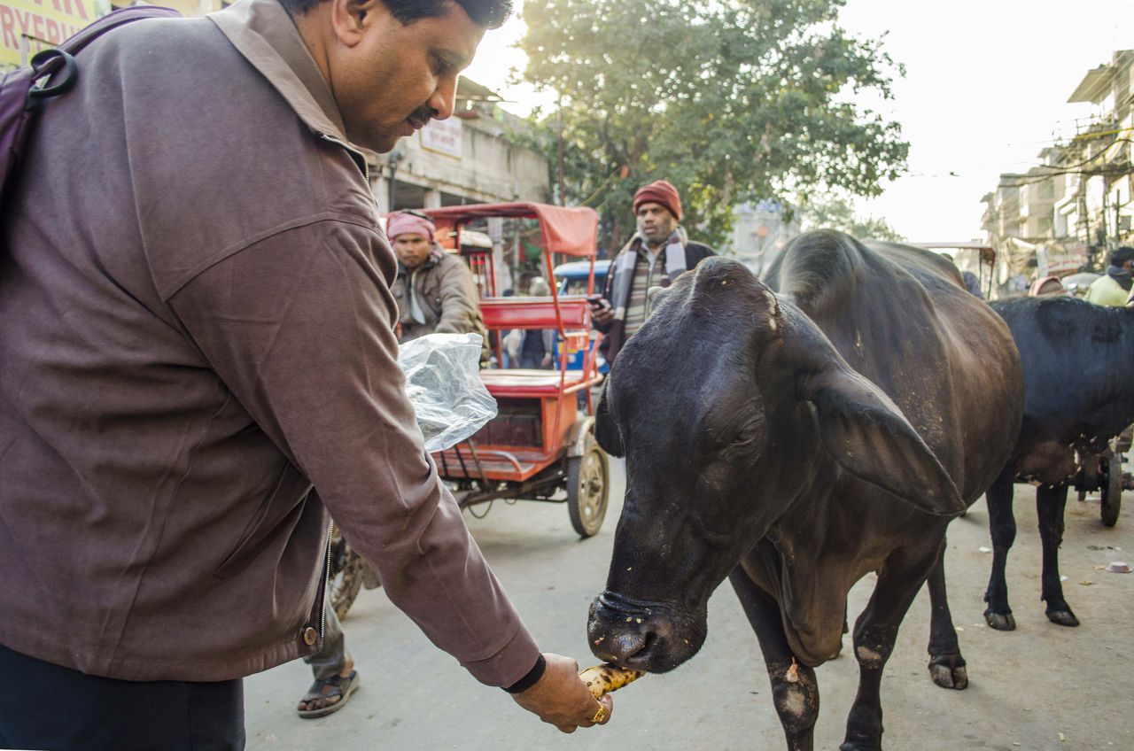 Las vacas en India son sagradas. Para el hinduismo la vaca es un ser divino, símbolo de maternidad.