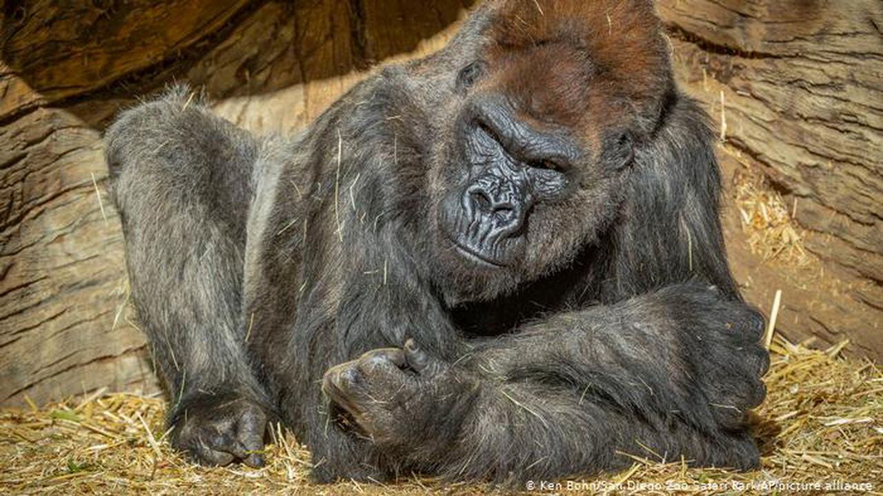 Winston, gorila del zoológico de San Diego