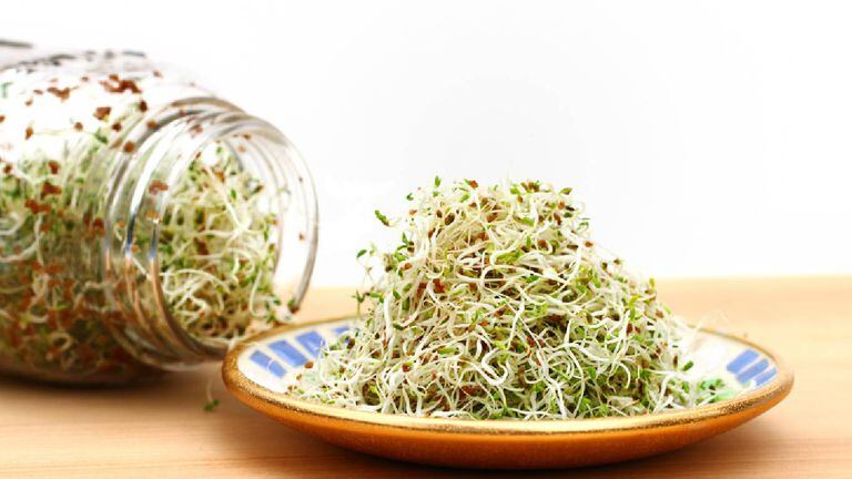 La planta leguminosa alfalfa aporta beneficios para el sistema digestivo. Foto: Getty Images.