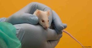 Los ratones y los primates son los animales más usados para experimentos científicos. Foto: Jerchow /MDC vía BBC. 