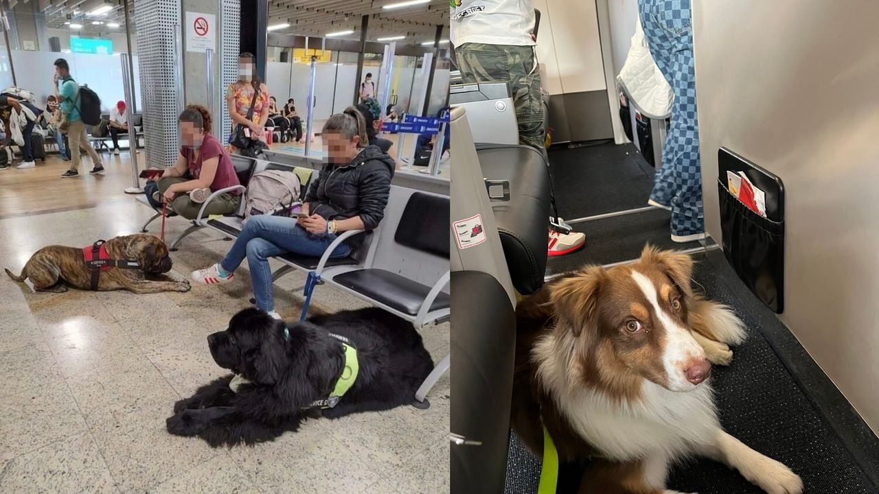 De acuerdo con la nueva normativa, las mascotas que superen los 10 kilos no podrán viajar en cabina durante los vuelos de Avianca.