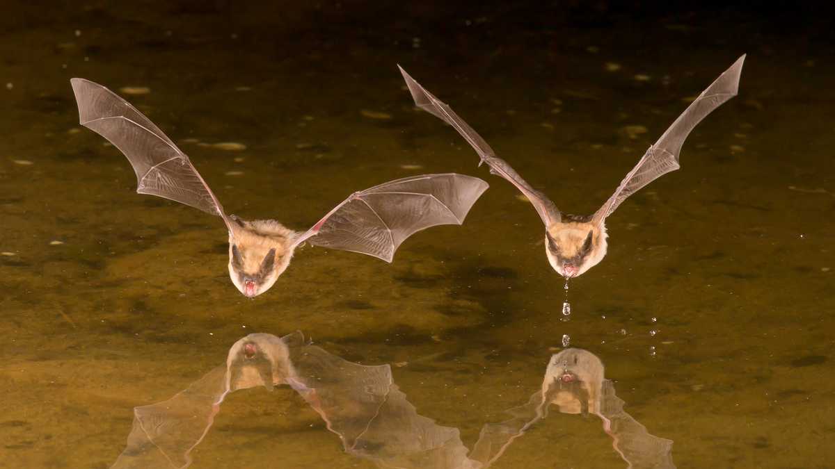 Los murciélagos son los grandes conquistadores de la nocturnidad.