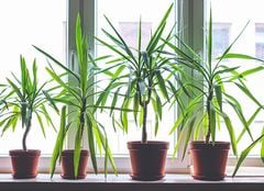 Tener estas plantas en casa requiere de cuidados especiales.