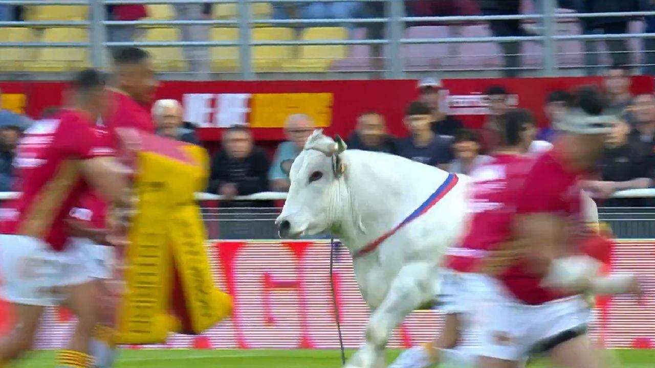 Pánico por entrada de un toro a campo de rugby en Francia