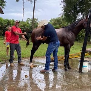 El caballo que está dispuesto a ceder ante un reto el precandidato presidencial Alirio Barrera