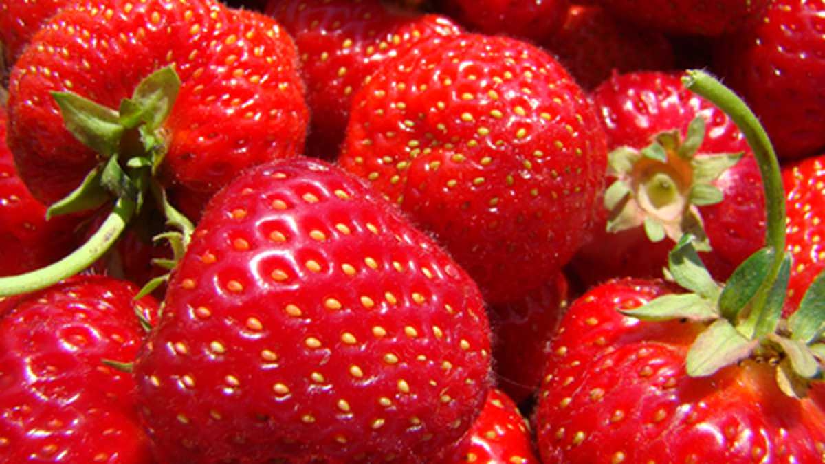 El consumo de dos porciones y media de fresas cada día disminuiría los niveles de colesterol LDL en sangre de forma significativa, 