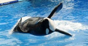 El documental "Blackfish" afectó financieramente a SeaWorld más de lo reportado por la empresa a sus inversores, según los reguladores bursátiles de Estados Unidos, tras ocultar el maltrato a las orcas. Foto: GETTY/AFP/Archivos / GERARDO MORA