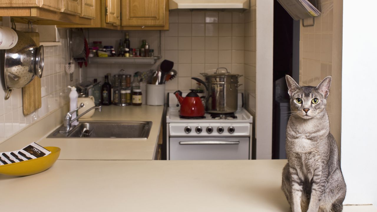 Gato sentado en la encimera de la cocina pequeña