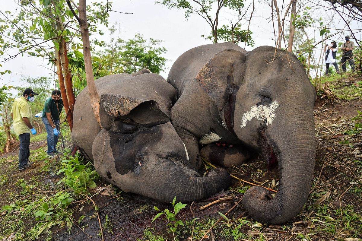 Elefantes muertos en India por un rayo