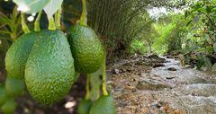 Ambientalistas, políticos, científicos y campesinos denuncian que las compañías aguacateras están contaminando el agua del Quindío con agroquímicos.