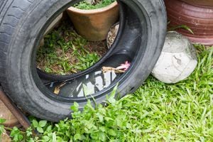 Los neumáticos usados pueden almacenar agua estancada y convertirse en caldo de cultivo de mosquitos