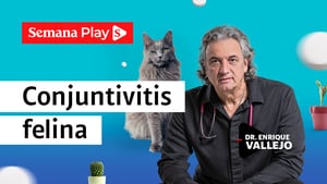 Conjuntivitis felina | Enrique Vallejo en Salud Animal