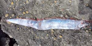 El pez del fin del mundo que encontraron en Chile hace parte de una leyenda sobre un mal presagio.