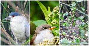 Los humedales Capellanía y Juan Amarillo o Tibabuyes, fueron los que más registros nuevos de aves tuvieron en los últimos cinco años. Fotos: Jorge Emmanuel Escobar / Fundación Humedales Bogotá