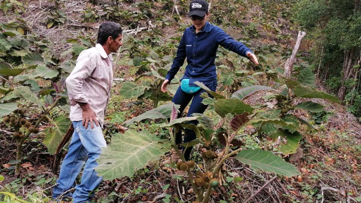Familias de Aguachica conservarán 100 hectáreas de la serranía del Perijá