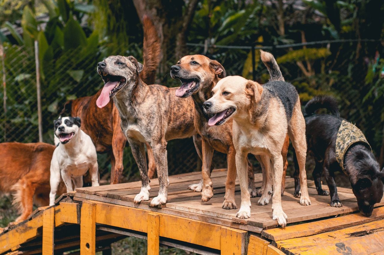 Se beneficiarán 100 perros de Cali que han sido abandonados y/o maltratados.