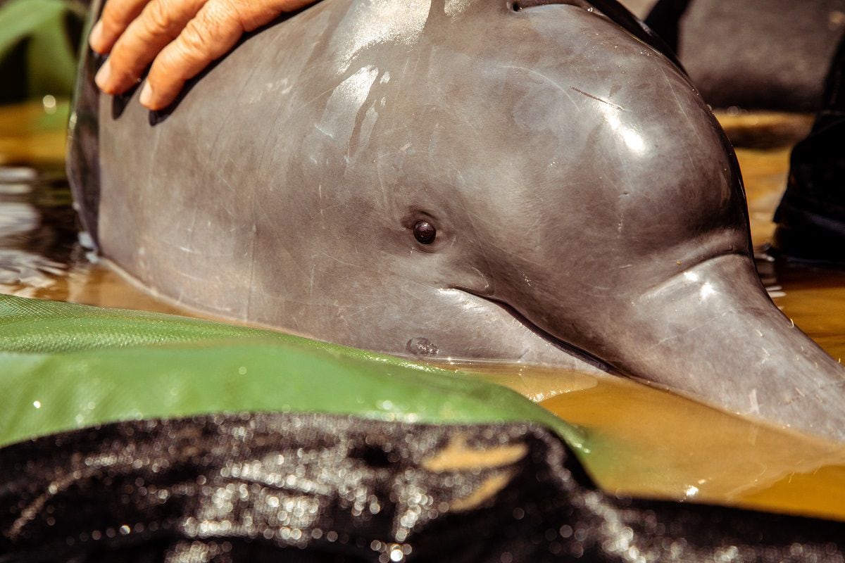 Seguimiento satelital de delfines de río
