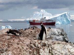 Los indefensos polluelos de pingüino emperador murieron en múltiples zonas de reproducción en la Antártida occidental a fines del año pasado, ahogándose o congelados cuando el hielo marino erosionado por el calentamiento global cedió bajo sus diminutos pies, dijeron los científicos el 24 de agosto de 2023. (Foto de SARAH DAWALIBI / AFP )
