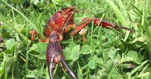 Cangrejo rojo, una especie invasora que se ha detectado en el Lago de Tota. Foto: Instituto Distrital de Protección Animal. 