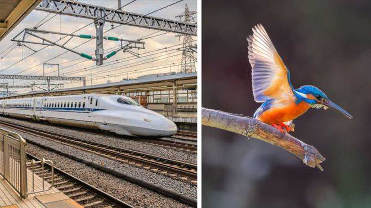 El Tren bala y el pájaro martín pescador tiene algo en común. Foto: GETTY IMAGES