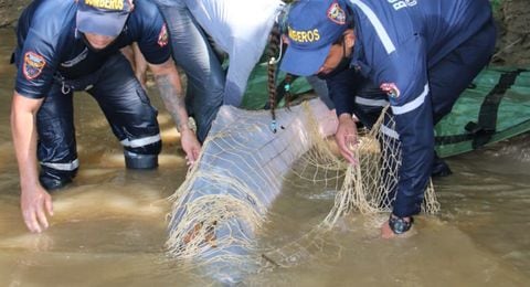 Rescate de delfín rosado en caño Agua de Limón en Arauca. Octubre de 2020.