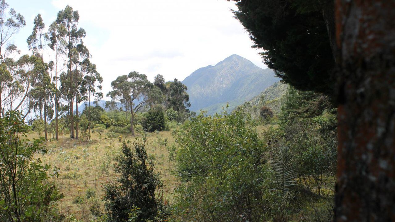 Este cerro sagrado para los muisca padeció los embates de la explotación minera durante más de cuatro décadas.