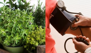 El uso de plantas medicinales puede ayudar a prevenir diferentes padecimientos. Antes de consumirlas se debe consultar un médico.