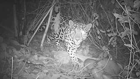 Avistamiento de jaguares en las áreas protegidas por Cerrejón dan cuenta del buen estado de conservación de este ecosistema.