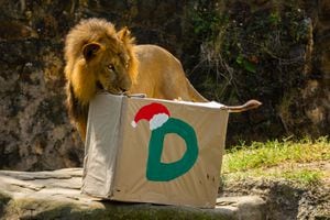 Los animales buscaron los regalos dentro de las cajas.