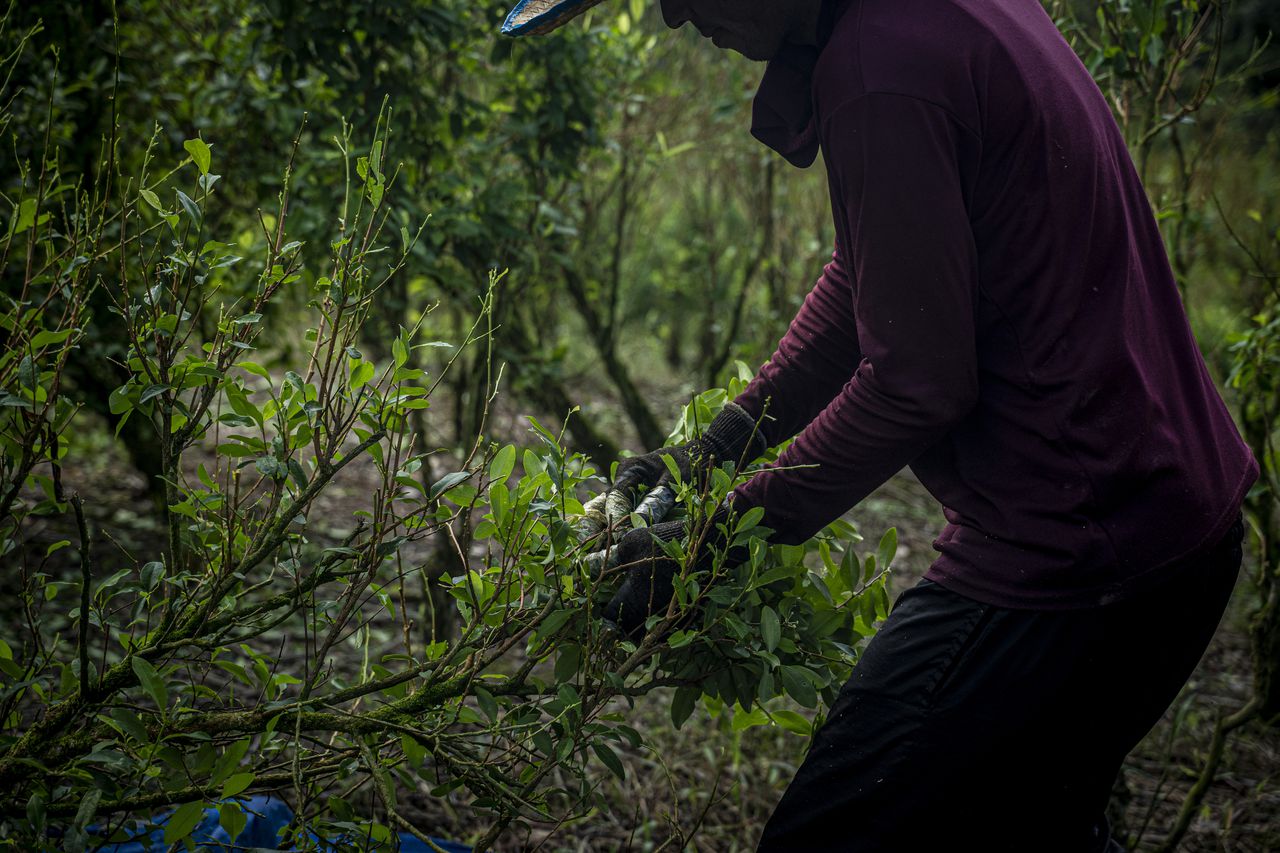 Un trabajador cosecha hojas de coca en una plantación.