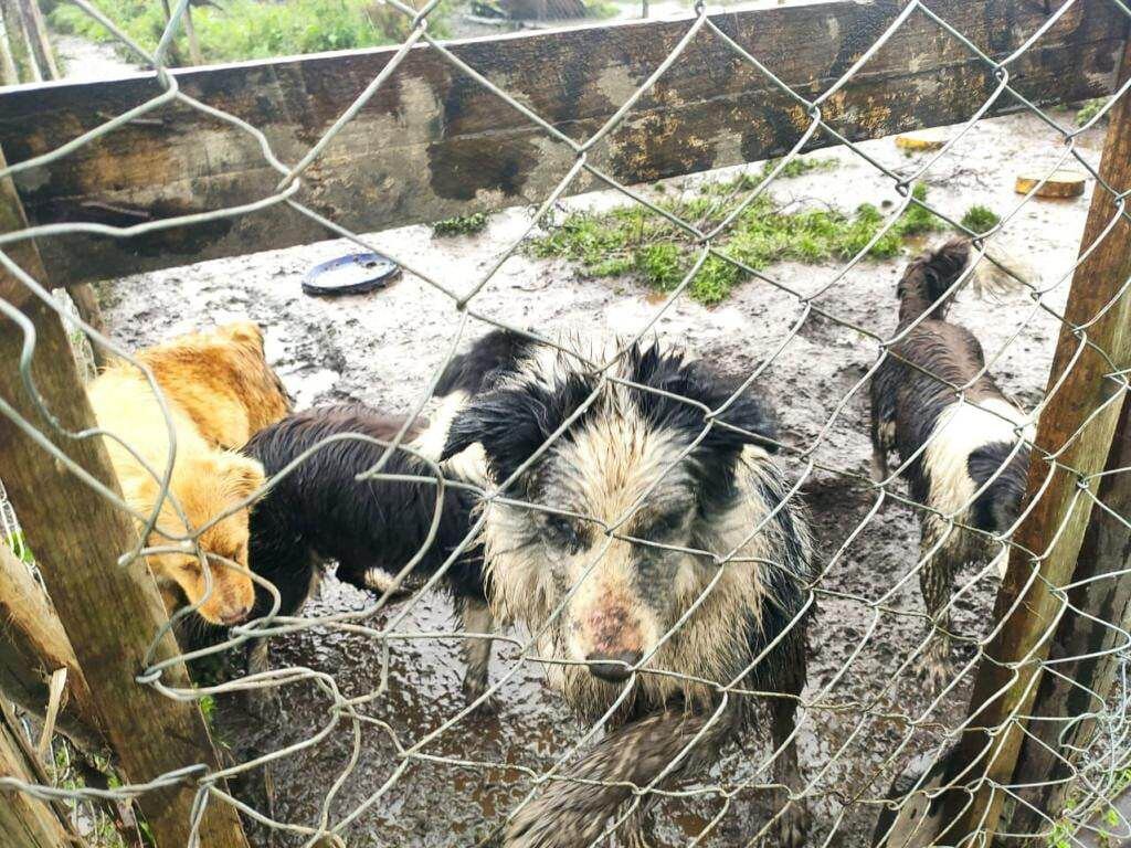 Los animales en un criadero en Funza, Cundinamarca estaban en muy malas condiciones.