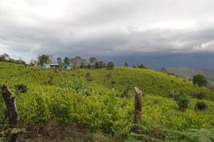 Escenas como esta, donde los cultivos de coca se han apoderado de la tierra, son lugar común en muchos municipios del departamento del Cauca y del suroccidente colombiano.