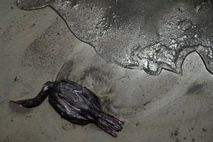 Un pájaro muerto yace en una playa durante una limpieza, luego de un derrame de petróleo causado por olas anormales, provocadas por una erupción volcánica submarina masiva a medio mundo de distancia, en Tonga, en Ventanilla, Perú, 18 de enero de 2022. Foto REUTERS/Pilar Olivares