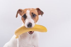 Perro comiendo fruta