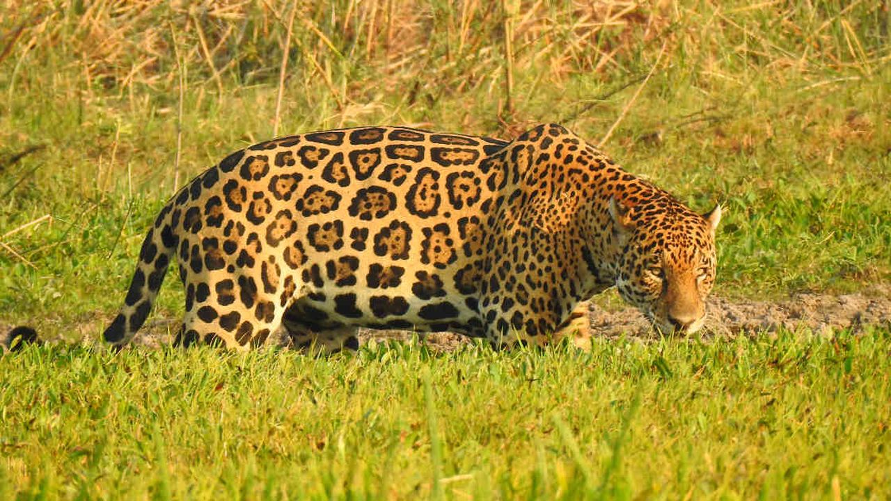 Encuentro Sostenible: datos sobre el jaguar, el felino más grande de América