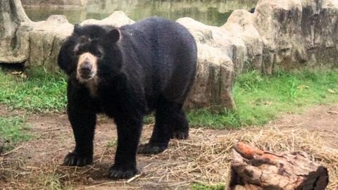 Chucho, el oso de anteojos del Zoológico de Barranquilla, falleció. Su deceso fue por culpa de un cáncer agresivo. / Foto: Zoológico de Barranquilla.